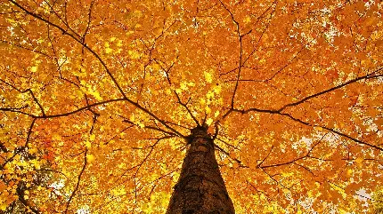 عکس درخت و برگ های پاییزی زرد رنگ