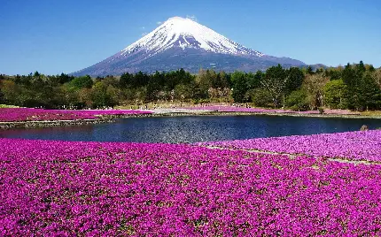 عکس گلهای بنفش زیبا از طبیعت ژاپن 4K 