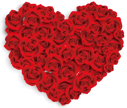 گل رز قرمز به شکل قلب بدون پس زمینه برای ادیت عکس png