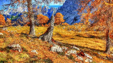 عکس منظره پاییزی با درختان دیدنی با کیفیت اچ دی 