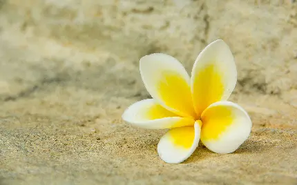 تصویر زمینه رویایی آیفون و اندروید از گل Plumeria 