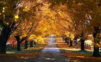 جدید ترین پس زمینه پاییزی دسکتاپ از تونل درختی خوشگل 
