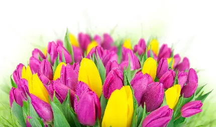 پردانلود ترین زمینه بهاری دسکتاپ با طرح گل رنگی