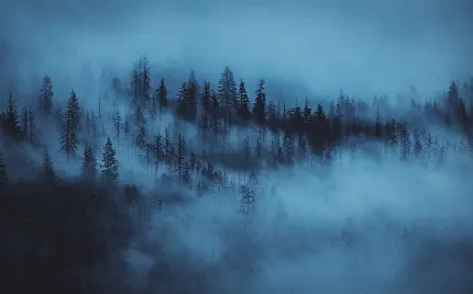 تصویر زمینه جنگل ترسناک و خوش نما غرق شده در مه غلیظ