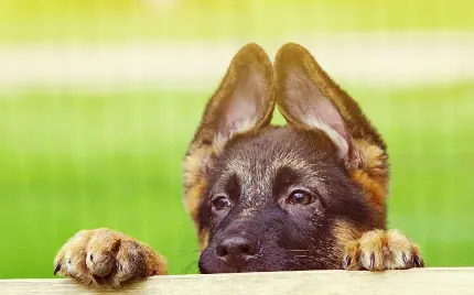 پروفایل سگ وحشی و خطرناک دارای گوش های بلند