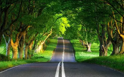 جاده جنگلی شگفت انگیز به شکل تونل سبز مختص پروفایل