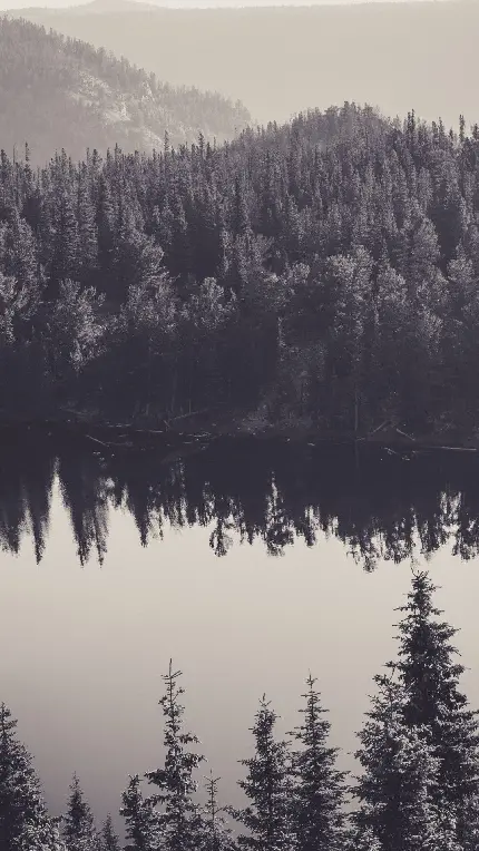 درخت های کاج اطراف دریاچه در یک قاب سیاه سفید 4K 