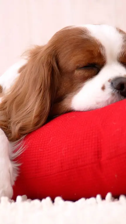 عکس سگ خوابیده روی بالشت قرمز با کیفیت Full HD 