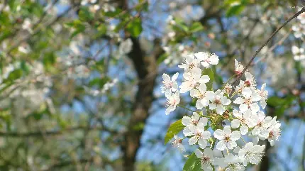 دانلود عکس شکوفه ی سفید بهاری