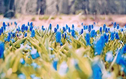 عکس تصویر زمینه بهار با تم گلهای آبی