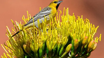 عکس و تصویر استوک پرنده زیبا بر روی گل با کیفیت بالا