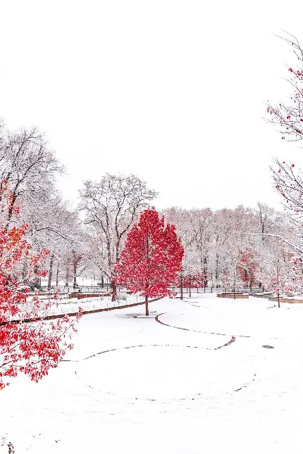 درخت با برگهای قرمز در فصل زمستان