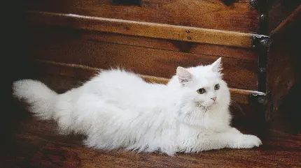 بک‌گراند شکوهمند گربه ایرانی سفید مناسب کامپیوتر 