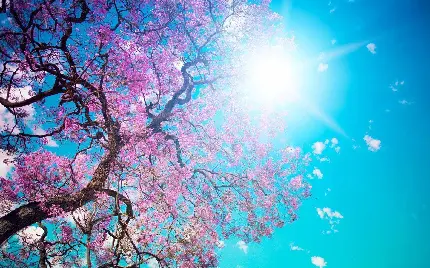 تصاویر شکوفه های بهاری درخت HDR