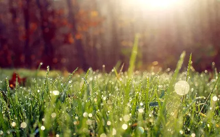 تصویری زیبا و دل انگیز از طبیعت صبح بهاری