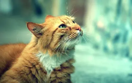 زمینه گوشی با طرح گربه باهوش برای Samsung