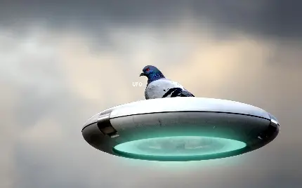 عجیب ترین عکس پروفایل پرنده روی سفینه فضایی