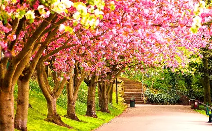 قاب باکیفیت از درختان شکوفه بسته صورتی برای پست