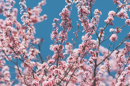 عکس شاخه های درخت با شکوفه های زیبای بهاری 