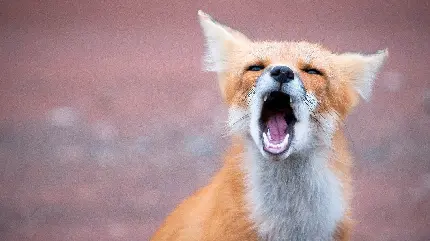 تصویر یهویی بچه روباه خوشگل نارنجی سفید با دهان باز