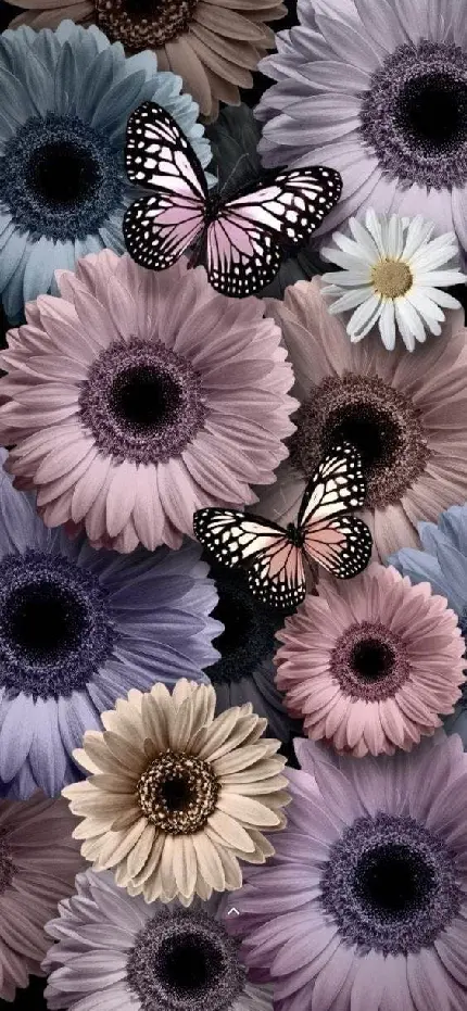والپیپر های فوق العاده جذاب از گل و پروانه برای گوشی با کیفیت 4k
