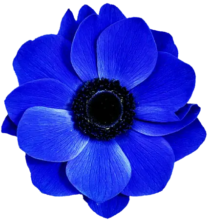 تصویر PNG از گل آبی با کیفیت hd