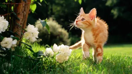 عکس گربه نارنجی کوچولو کنجکاو در میان گل های طبیعت بهاری HD