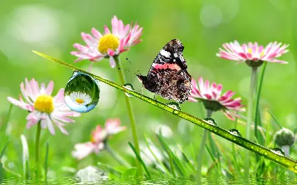 دانلود عکس پس زمینه والپیپر پروانه زیبا در طبیعتی بکر