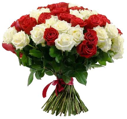 عکس دسته گل رز سفید قرمز برای استفاده در Inshot