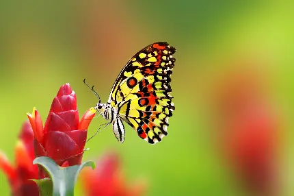 جدیدترین عکس پروانه در حال تغذیه از شهد گل با زمینه مات 