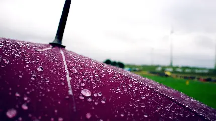 عکس چتر زرشکی زیر بارش باران برای پروفایل دخترانه