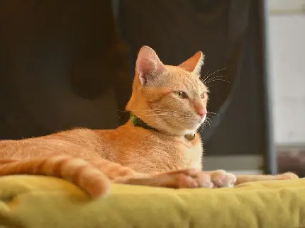 تصویر گربه نارنجی خوشگل نشسته برای اینستاگرام