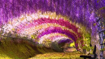 خوشگل ترین تونل گل جهان با گل های ناز صورتی و بنفش