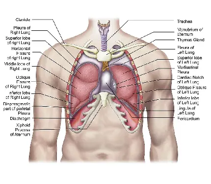 عکس مشخصات ریه انسان همراه با توضیحات