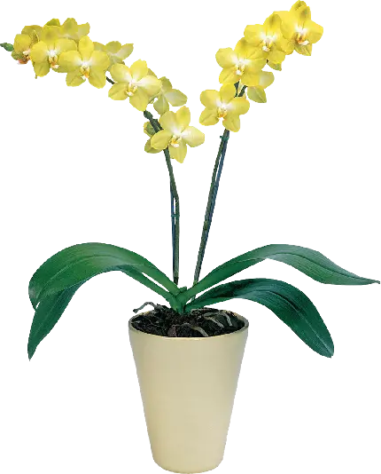گیاهان آپارتمانی ارکیده زرد PNG با کیفیت بالا