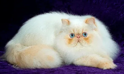 نمای بامزه و خوشگل از گربه اصیل ایرانی برای پست