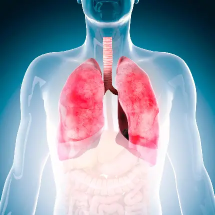 عکس سیستم و آناتومی دستگاه تنفسی و ریه