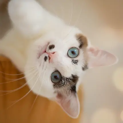 عکس گربه کیوت فانتزی