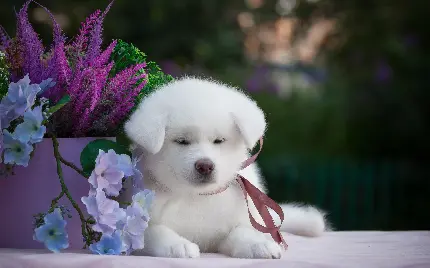 سگ سفید بسیار زیبا در کنار گل های تماشایی بنفش