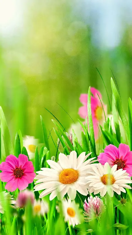 دانلود Wallpaper گل های بهاری زیبا برای انواع گوشی