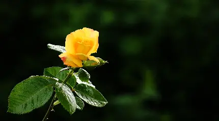 بک گراند فوق العاده قشنگ از شاخه گل رز زرد