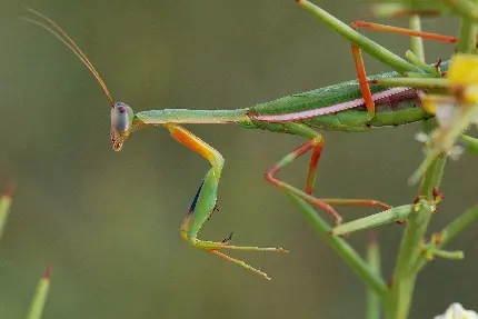 نمای هنری از حشره Mantis در حال حرکت روی شاخه ها