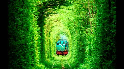 عکس بسیار خوشگل تونل سبز گیاهی برای پروفایل تلگرام 