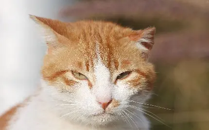 تصویر بامزه از گربه سفید نارنجی با چشمان قشنگ 