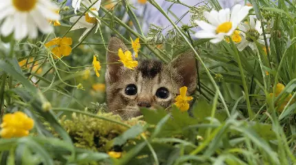 تصویر زمینه گربه کیوت با نگاه ناز میان گل های بهاری