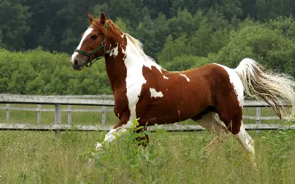 عکس اسب آمریکایی دو رنگ زیبا و دیدنی با کیفیت فوق العاده
