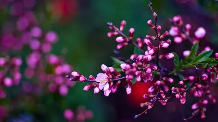 عکس دلچسب شکوفه بهاری