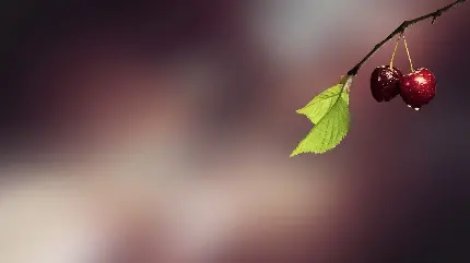 عکس مات آلبالو با برگ های سبز روشن دلنشین برای پروفایل 