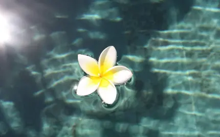 پربازدیدترین عکس Plumeria Flower معلق روی آب