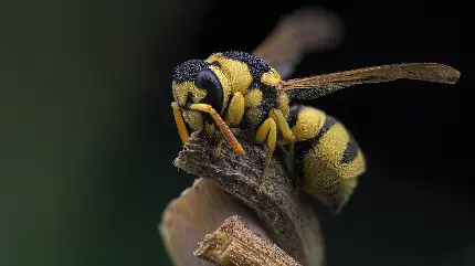 عکس استوک زنبور وحشی با کیفیت بالا